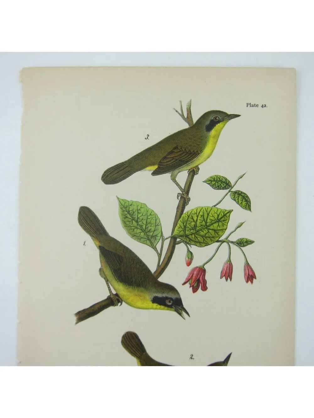 Bird Litho Print Maryland Yellow Warbler After John James Audubon Antique 1890